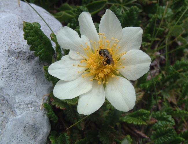 Dryas octopetala / Camedrio alpino